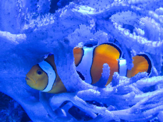 Clown fish beautiful