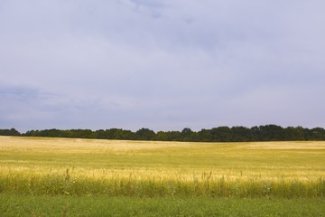 Field and sky