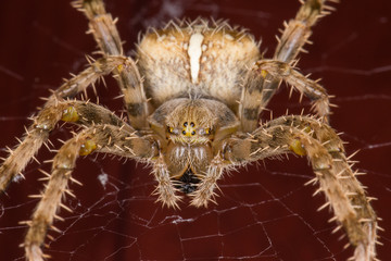 Spider Close Up