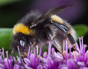Bumblebee