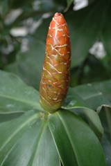 exotic
