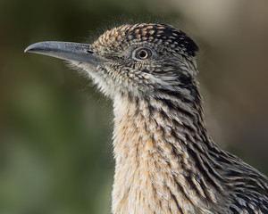 Portrait of a roadrunner in Death Valley, California.