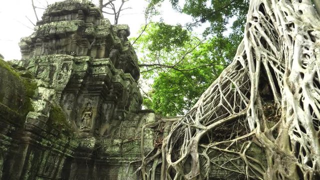 wide pan of devata and a strangler fig at ta prohm temple near angkor wat, cambodia