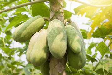 First papaya fungus on tree