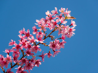 Wild Himalayan Cherry