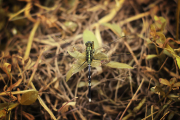 Dragonfly In Dark Golden Backround