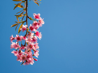 Wild Himalayan Cherry