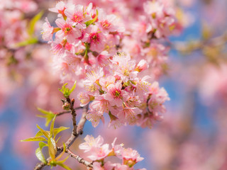 Wild Himalayan Cherry