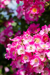 Obraz premium 薔薇