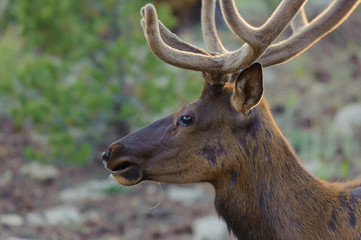 グランドキャニオンのミュール鹿