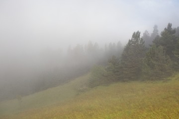 Trees in morning fog
