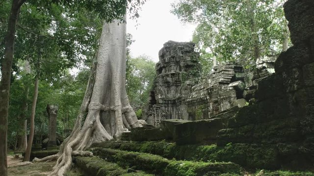 wide shot of a silk cotton tree trunk and the ruins of ta prohm temple near angkor wat, cambodia