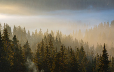 Early morning misty autumn Carpathian mountain, Ukraine.