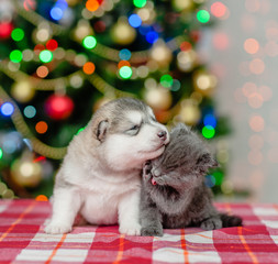 Fototapeta na wymiar puppy and washing kitten on a background of the Christmas tree looking away