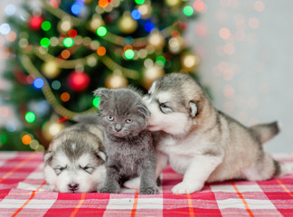 Fototapeta na wymiar Playful puppies with a kitten on a background of the Christmas tree