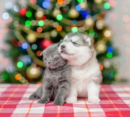 Fototapeta na wymiar portrait of a puppy and a kitten on a background of the Christmas tree