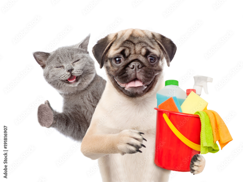 Poster cleaning concept. kitten and puppy holds bucket with washing fluids and rags in paws and showing thu
