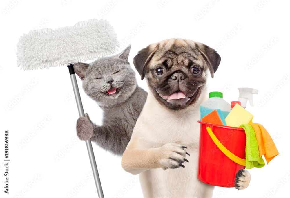 Poster cleaning concept. cat and dog holds bucket with washing fluids and mop in paw. isolated on white bac