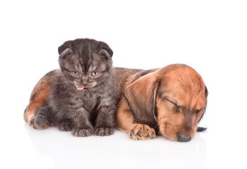 Obraz premium Sleeping dachshund puppy with kitten. isolated on white background
