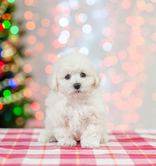 Cute bichon frise puppy sitting on a background of the Christmas tree