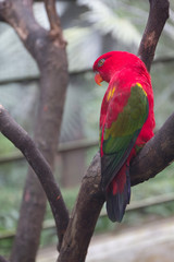 Red parrot