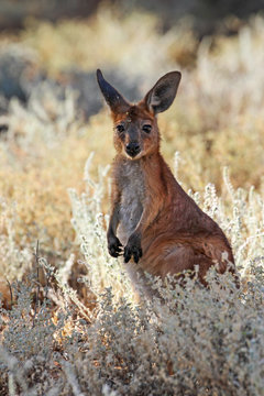 Backlit photo of a wild young kangaroo or joey in a grassland