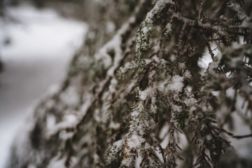 Obraz premium Große verschneite Tannen im Wald