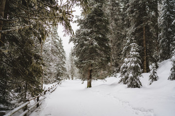 Große verschneite Tannen im Wald