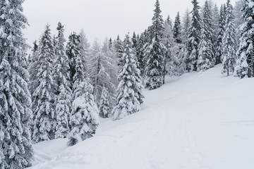 Naklejka premium Verschneiter Wald in Schneelandschaft