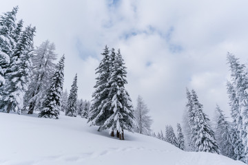 Verschneiter Wald in Schneelandschaft