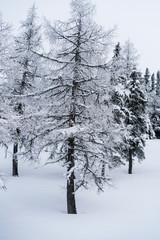 Verschneiter Wald in Schneelandschaft