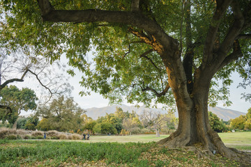 Nature pathway on a sunny day