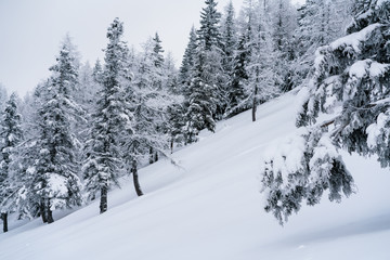 Verschneiter Wald in Schneelandschaft