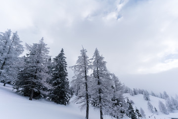 Verschneiter Wald in Schneelandschaft