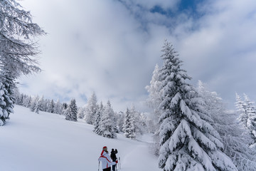 Verschneiter Wald in Schneelandschaft