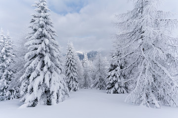 Verschneiter Wald in Schneelandschaft