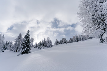 Verschneiter Wald in Schneelandschaft