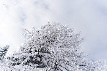 Verschneiter Baum in unberührter Schneelandschaft in Österreich
