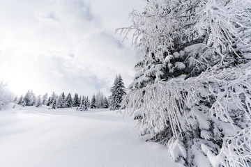 Verschneiter Baum in unberührter Schneelandschaft in Österreich