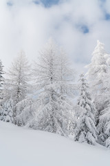 Verschneiter Baum in Schneelandschaft mit Sonne und blauem Himmel