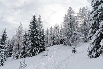 Verschneiter Baum in Schneelandschaft mit Sonne und blauem Himmel