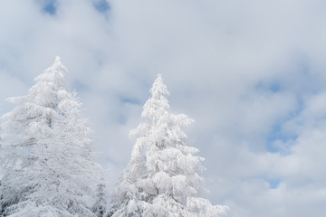 Verschneiter Baum in Schneelandschaft mit Sonne und blauem Himmel