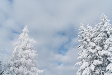 Verschneiter Baum in Schneelandschaft mit Sonne und blauem Himmel