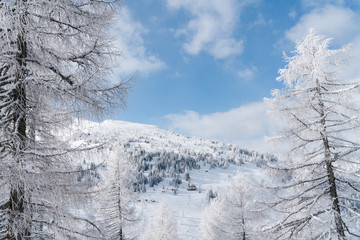 Verschneiter Baum in Schneelandschaft mit Sonne und blauem Himmel