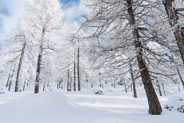 Verschneite B&auml;ume mit blauem Himmel und Wolken in &Ouml;sterreich