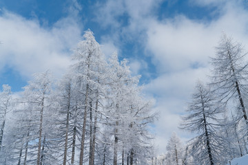 Verschneite Bäume mit blauem Himmel und Wolken in Österreich