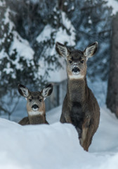 Two mule deer fawns in their first winter