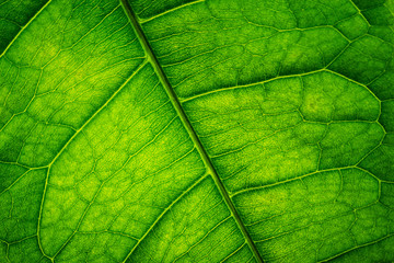 Naklejka na ściany i meble Close Up Dark Green Leaf Texture Background