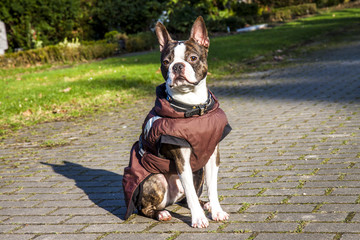 Pug dog with jacket on a cold winter morning