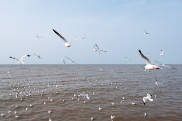 Closeup image of a flock of seagulls flying above the sea with blue sky background